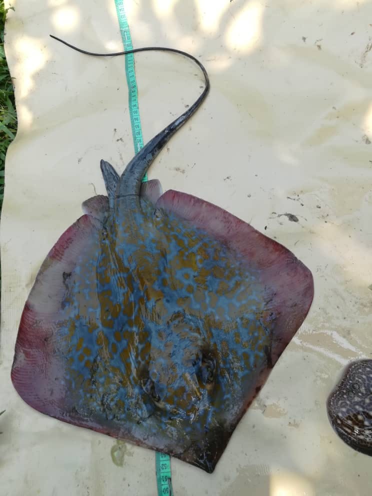 Shark and Ray Exploitation Status in the Manyange Na Elombo Marine National Park and its Periphery