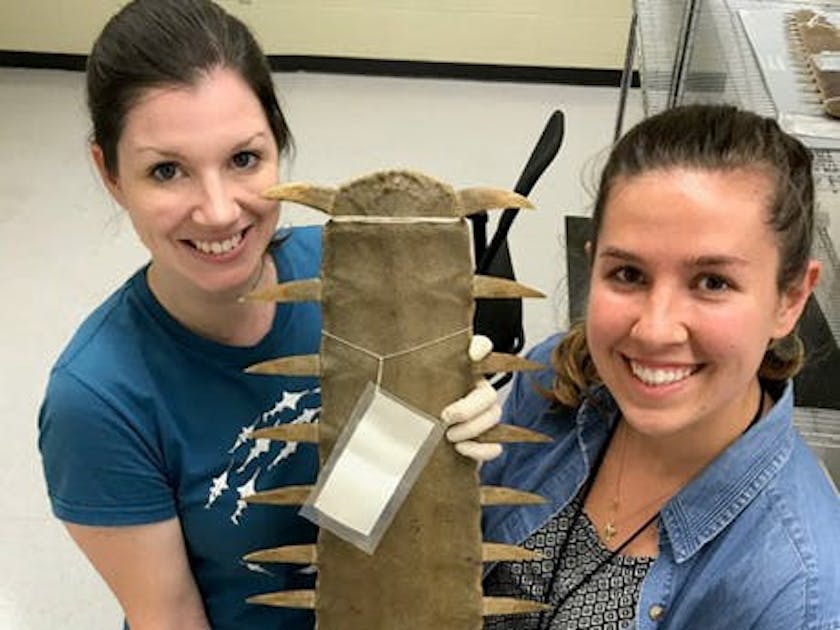 Saw Search old saws shed new light in sawfish conservation Shark