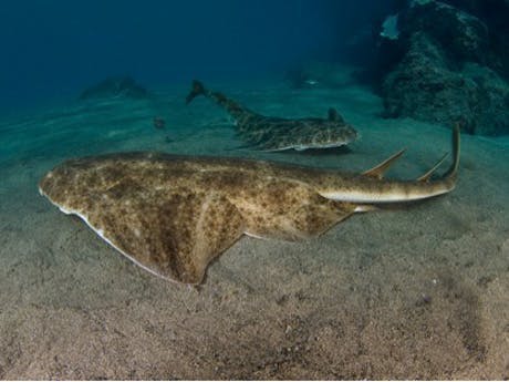 Conservation of Angel Sharks (Squatina squatina) in their last Stronghold 