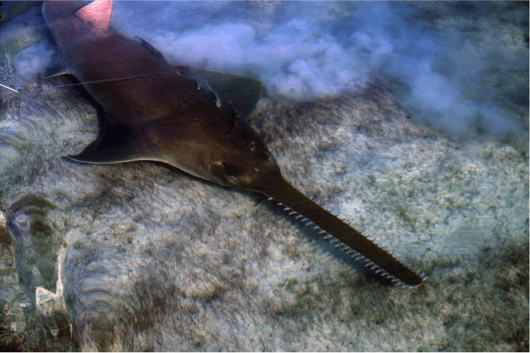 Saving Caribbean Sawfishes