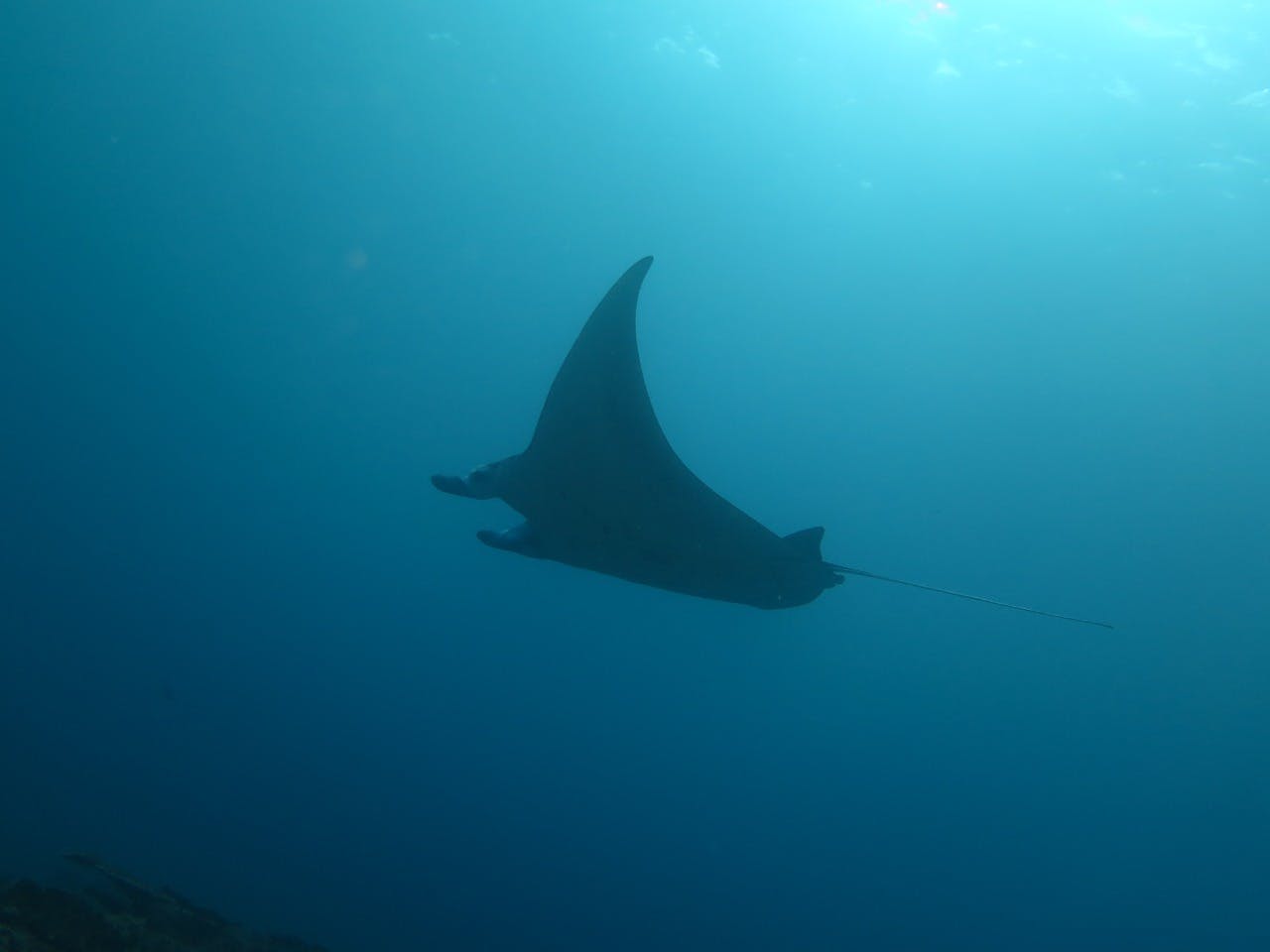 Understanding artisanal fishing activity and data collection on sharks and rays in Indonesia