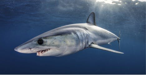 Close-Kin Mark Recapture Methods – Designing a scientific study to increase the use of fisheries independent data in management for Atlantic Mako Sharks