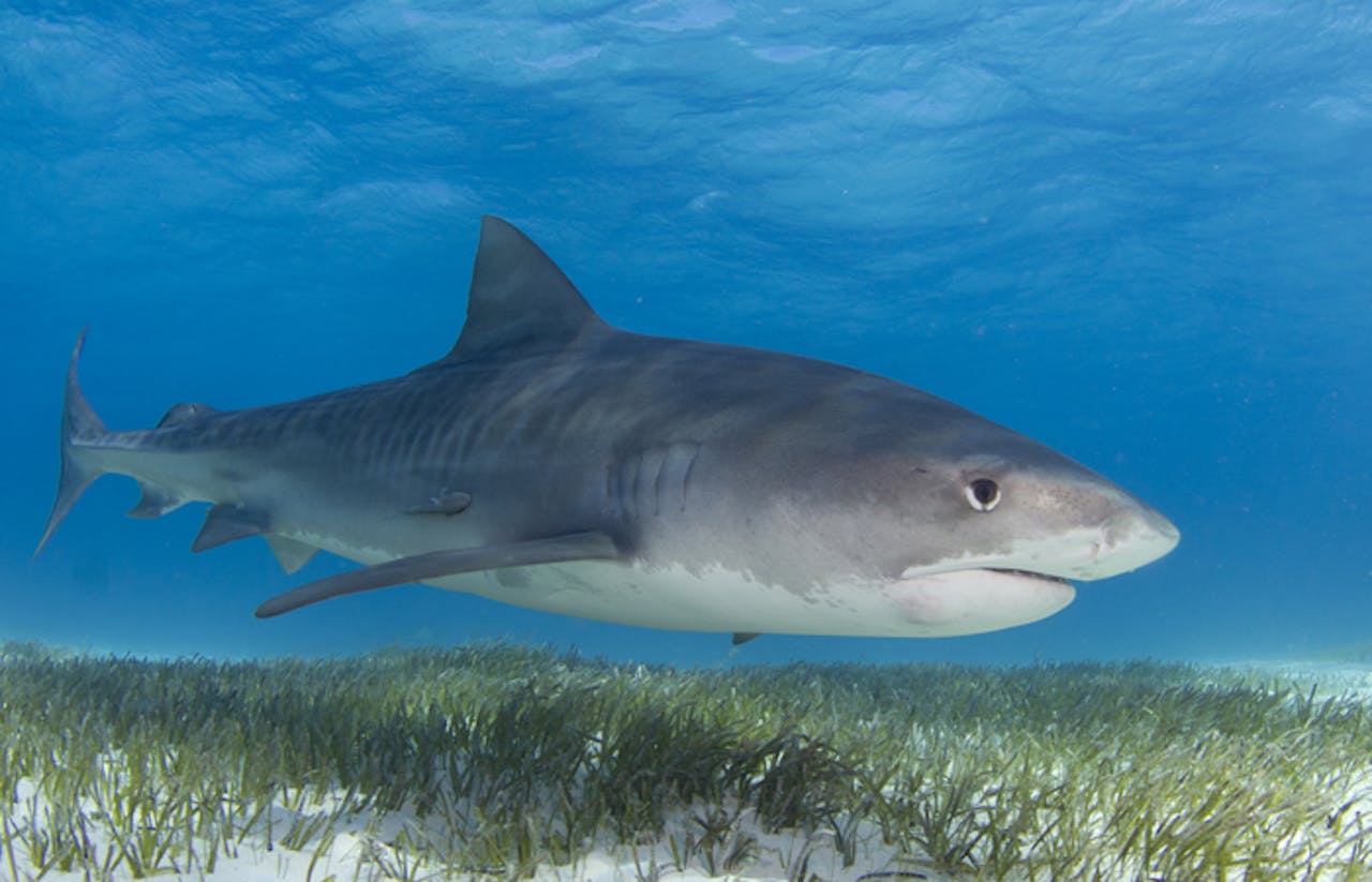 Identifying and Communicating the Ecological Importance of Sharks ...