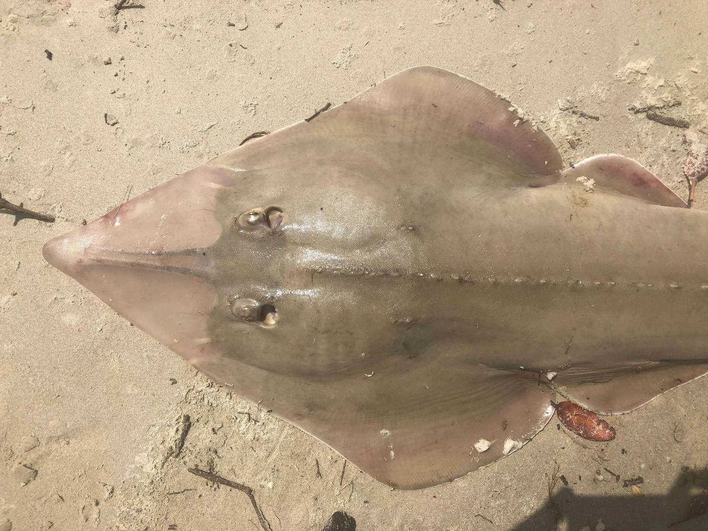 Unravelling fishing and trade of endangered guitarfish in the Bijagos Archipelago
