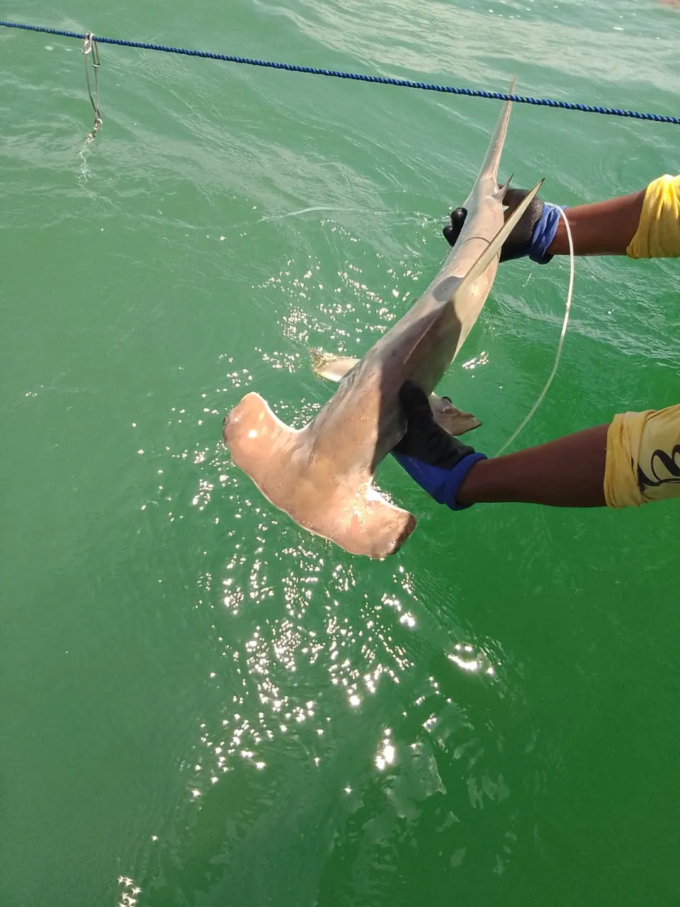 Identifying and Protecting Critical Nursery Habitats for Hammerhead Sharks in Honduras