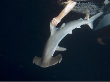 Island Shark - Oceanic Islands as Nurseries for Migratory Sharks 
