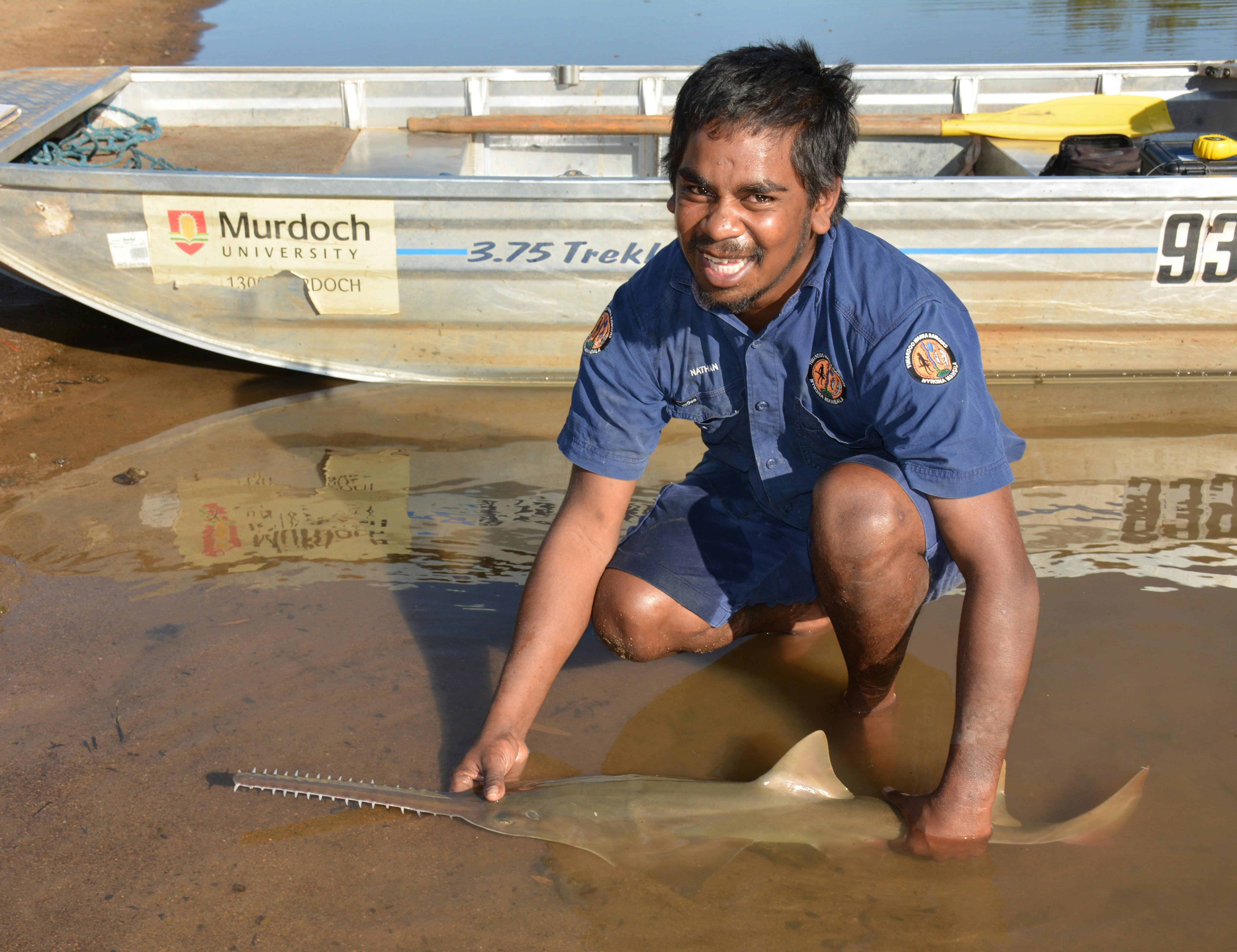 Using Kinship to Investigate Population Status and Reproductive Behaviour of Largetooth Sawfish