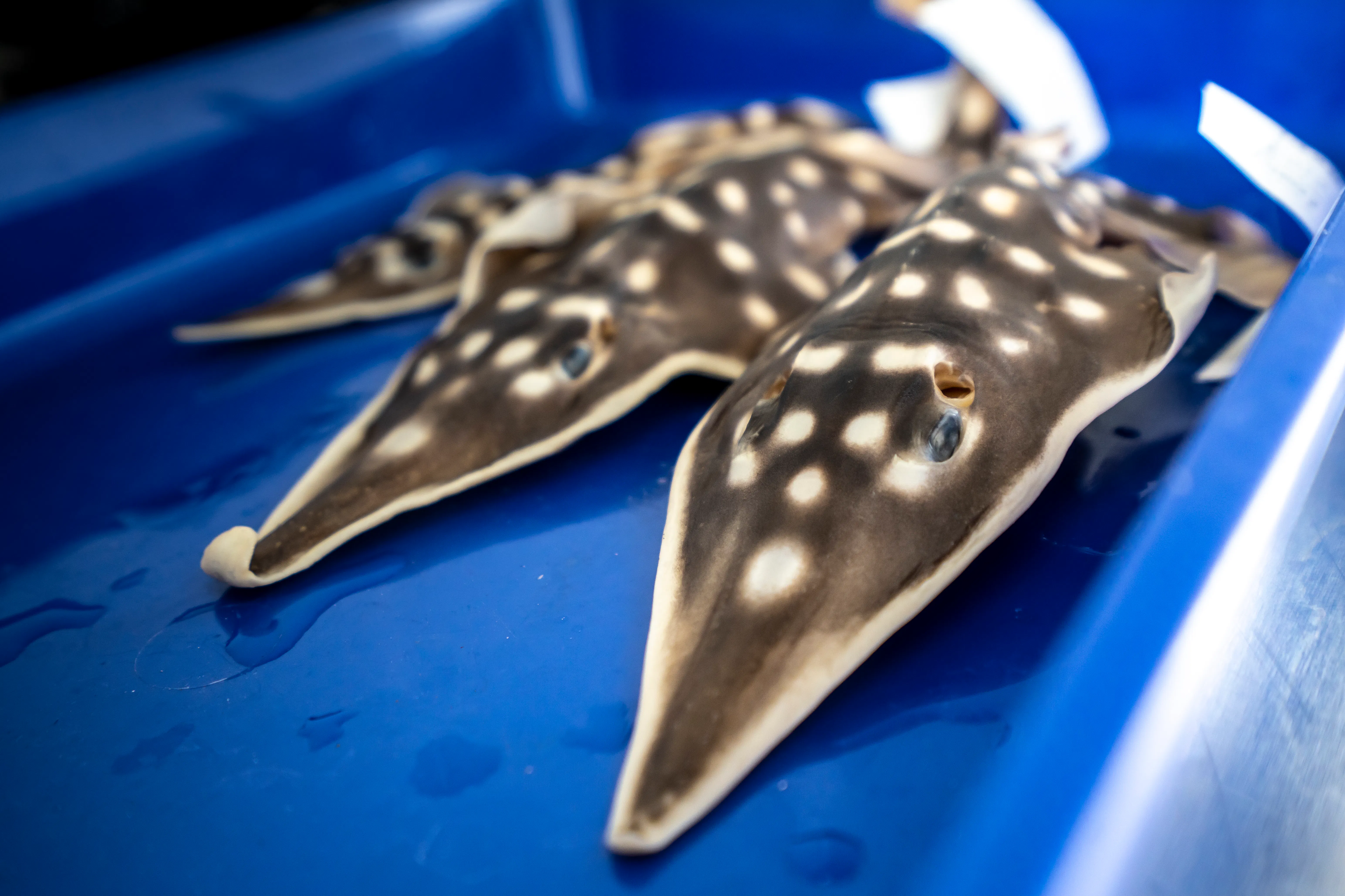 Stepping Stones to Prevent Extinction: Not the Last Story of Clown Wedgefish