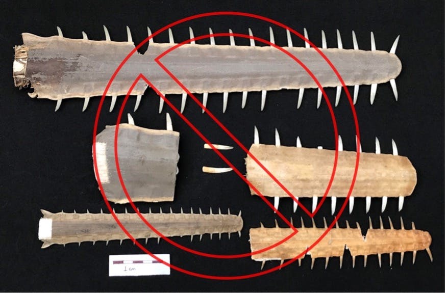 Largetooth Sawfish in the Amazonian Coast: Presence and Improving Enforcement in this Twilight Zone