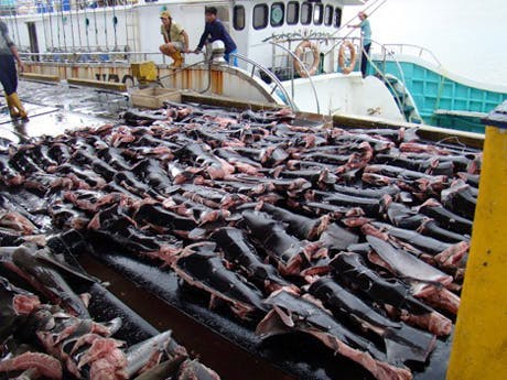 Stopping Costa Rican Exports of Endangered Shark Species