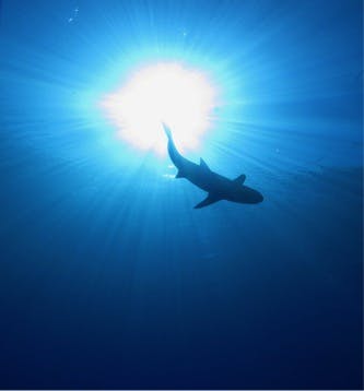 Awakening of public opinion for withdrawal of Japan’s reservation of CITES shark species regulations