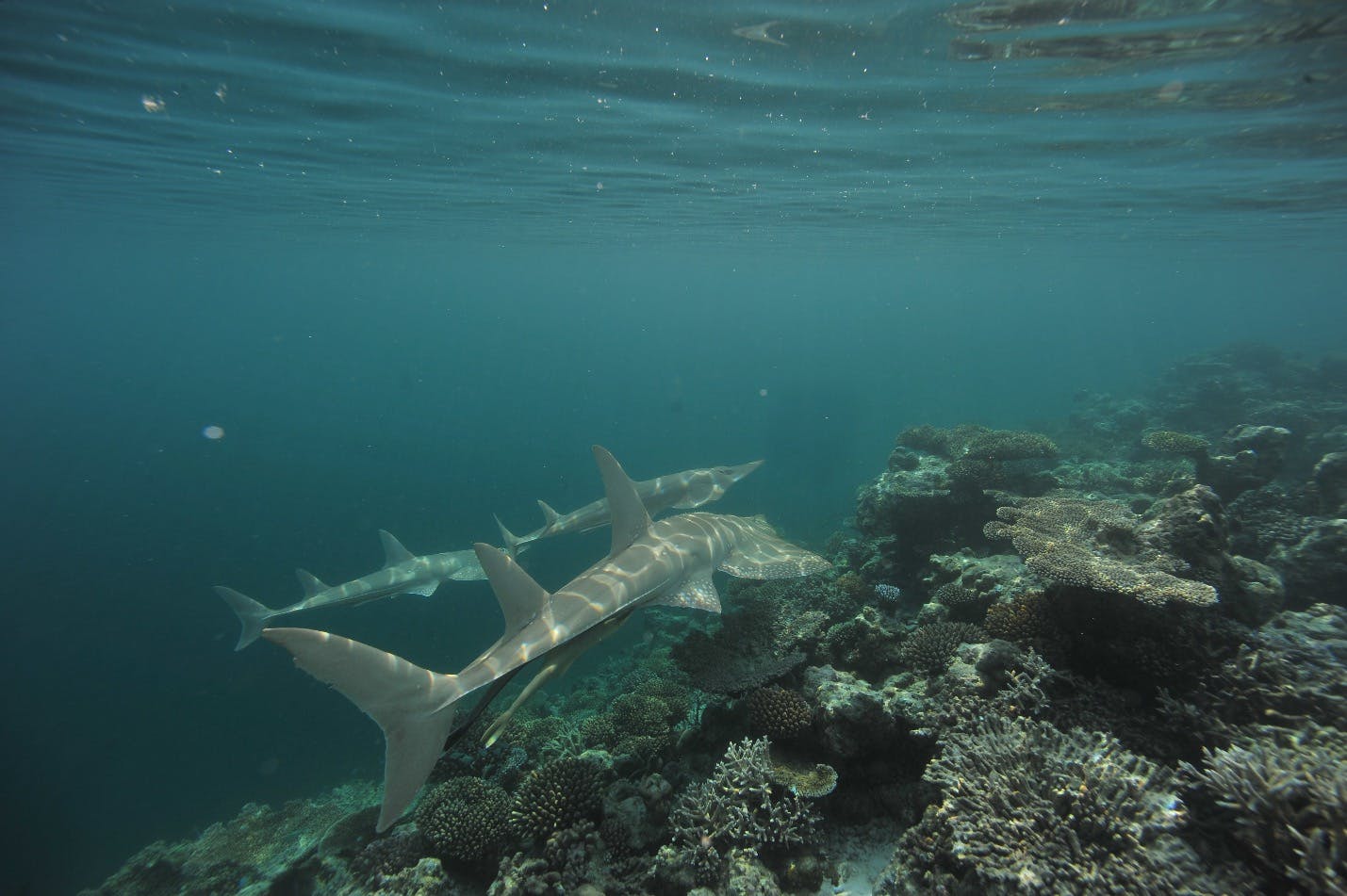 Improving the understanding of threatened wedgefish and guitarfish to inform CITES assessments