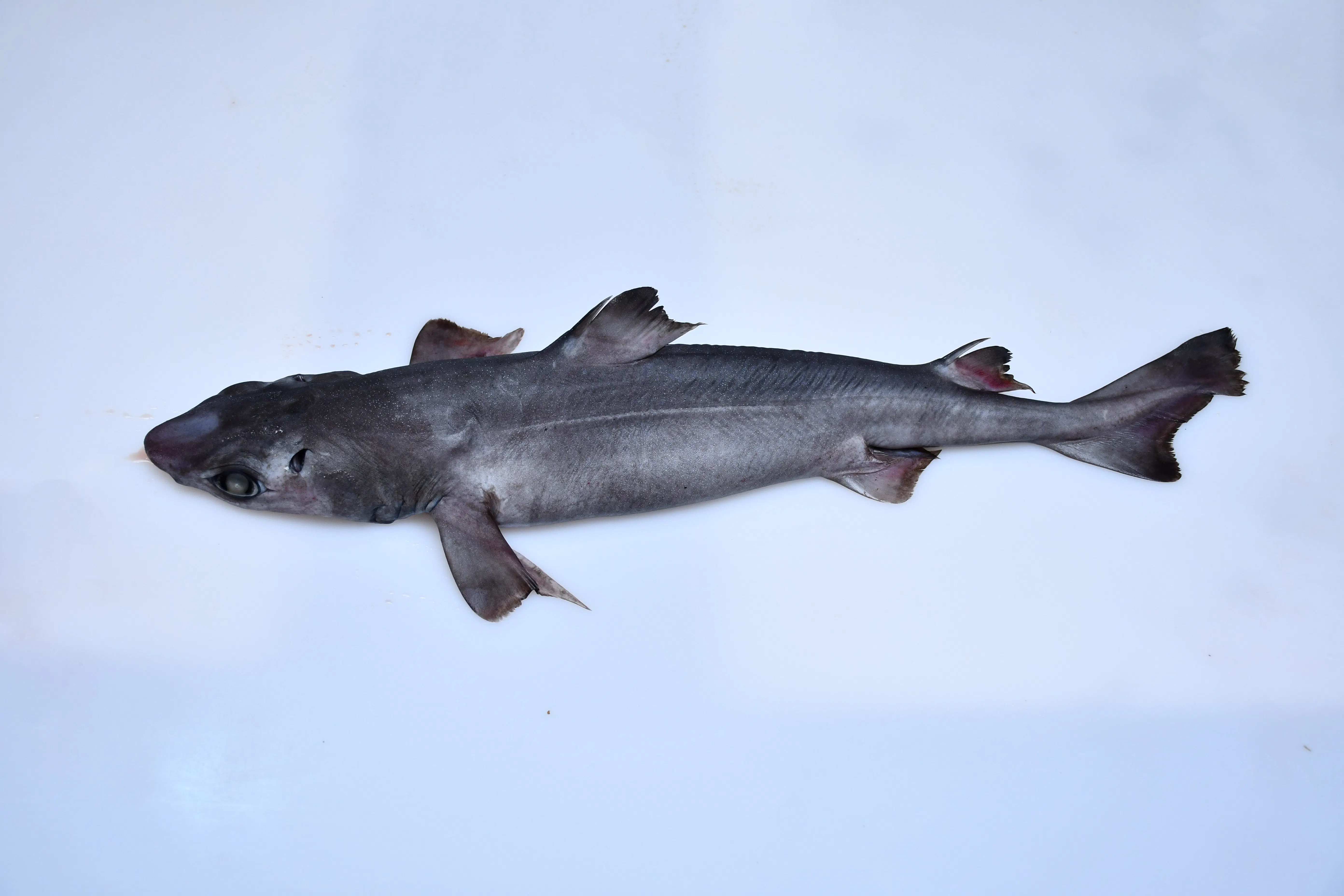Strengthening Protections for the Dwarf Gulper Shark (Centrophorus atromarginatus) in Somalia