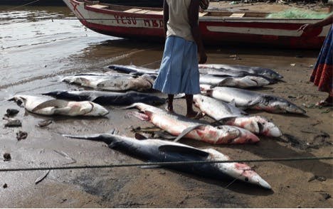 Improving conservation of sharks and rays in Ghana through education and sensitization