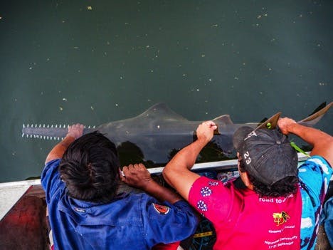 Water resource management and the conservation of a globally important largetooth sawfish nurseries