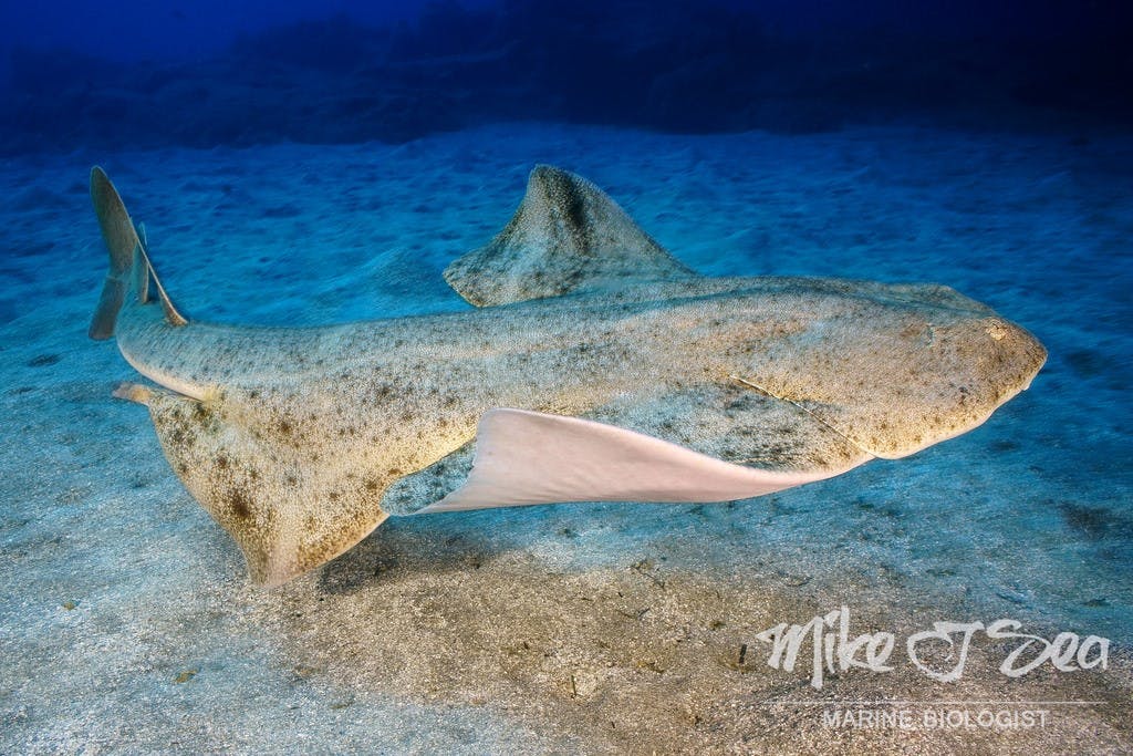 Angel Shark Project – Coordinated Action for the Protection of Angel Sharks Across their Ranges