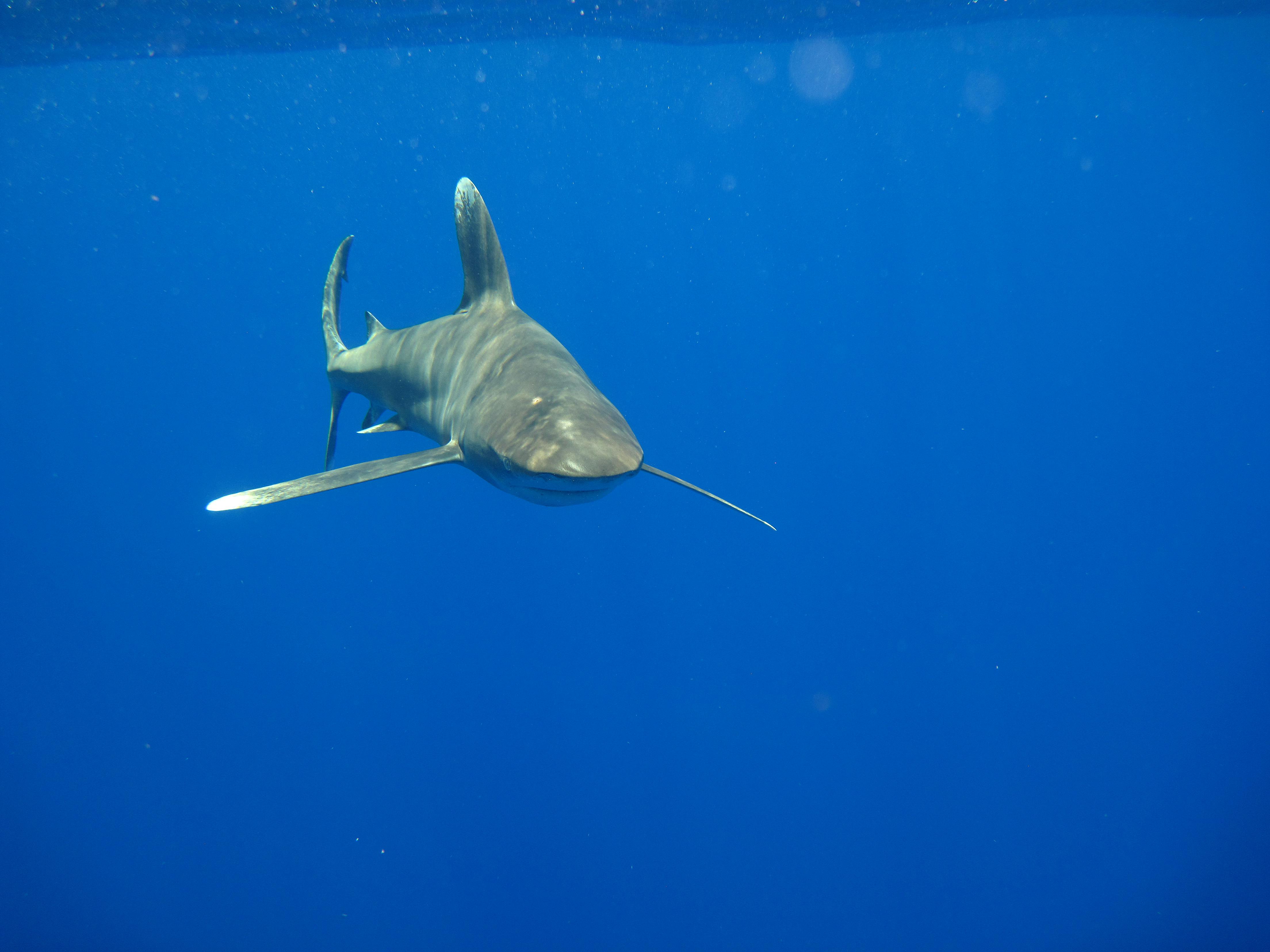 Implementing CITES shark listings in the Middle East and North Africa – Year 1 