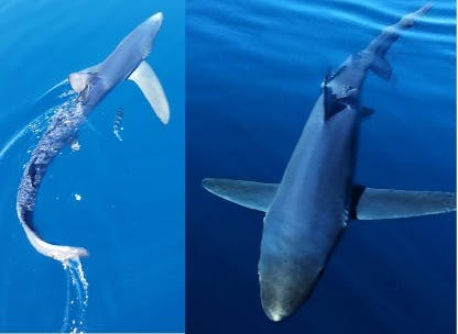 Dangerous or Endangered? Sharks in Uruguay