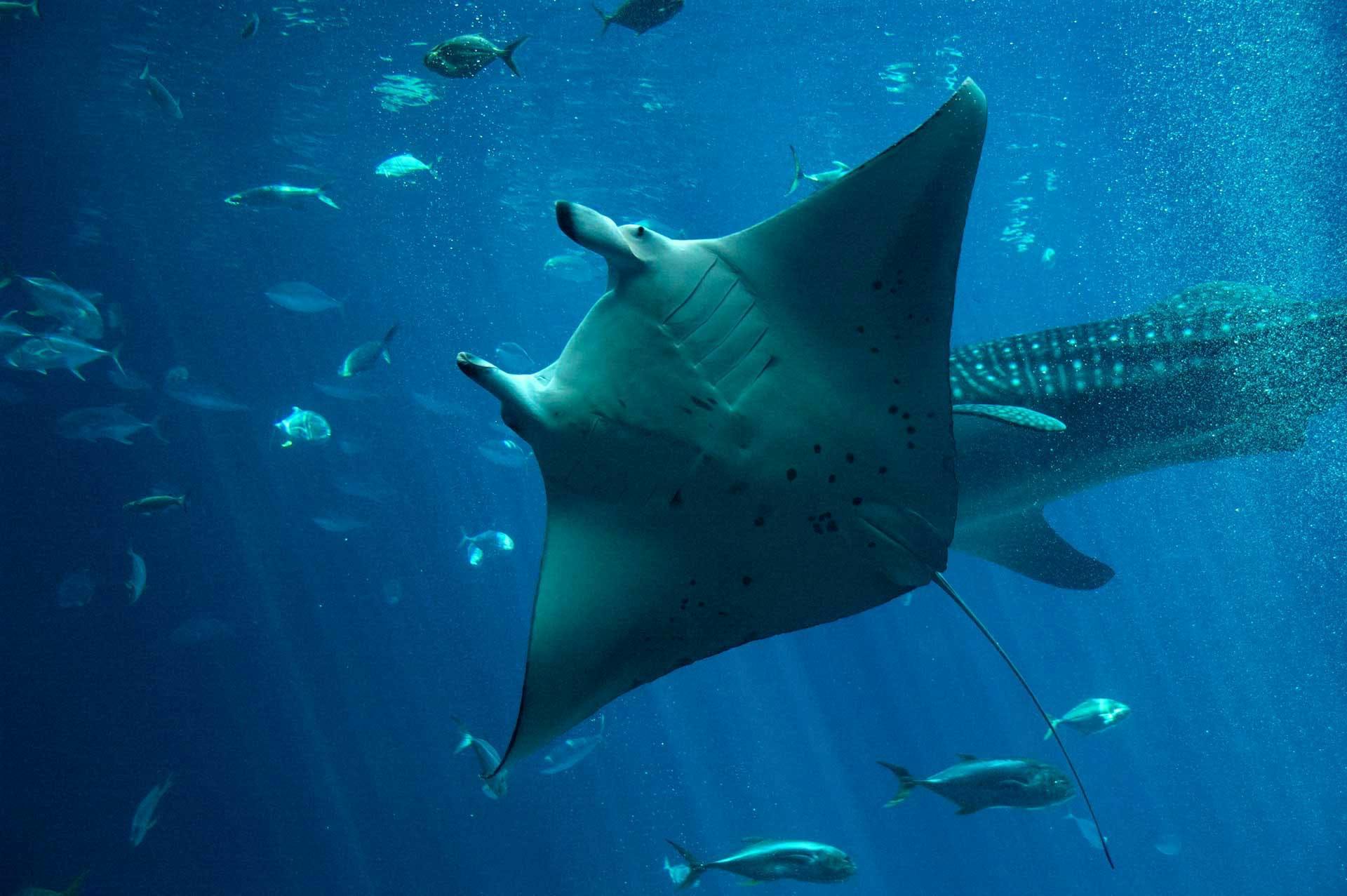 Turning the tide for threatened sharks and rays around the world