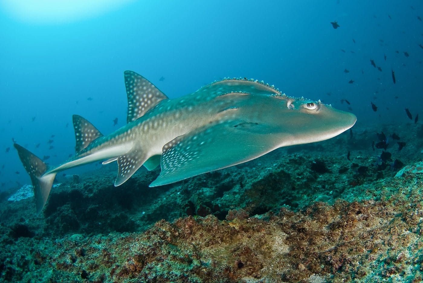 Record-breaking protection listings have been adopted for sharks and rays. Now it’s time to implement