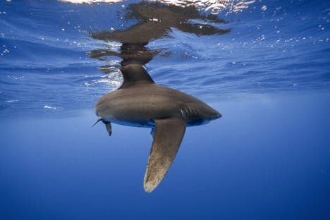  New research mission in the Bahamas will fill critical gaps in shark conservation data 