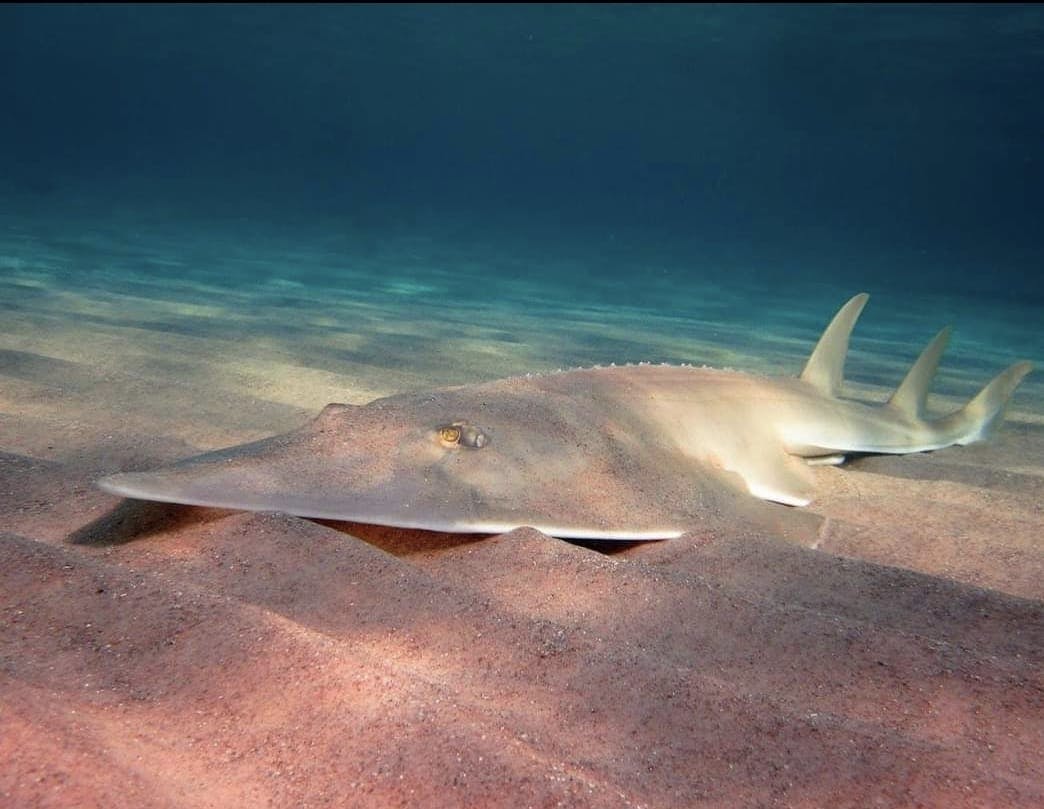 Recovering Populations of Sharks and Rays in the Gulf of Gabes, Tunisia