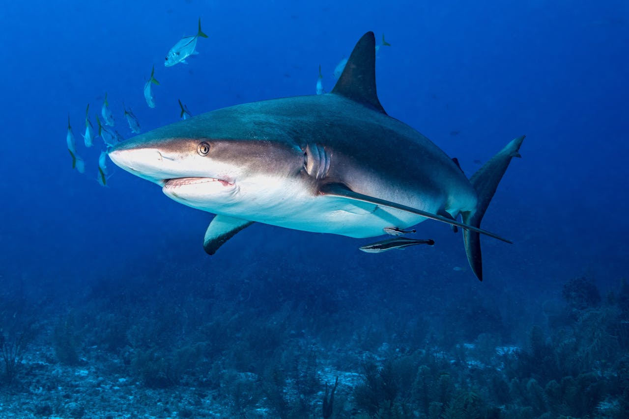 Projects | Shark Conservation Fund