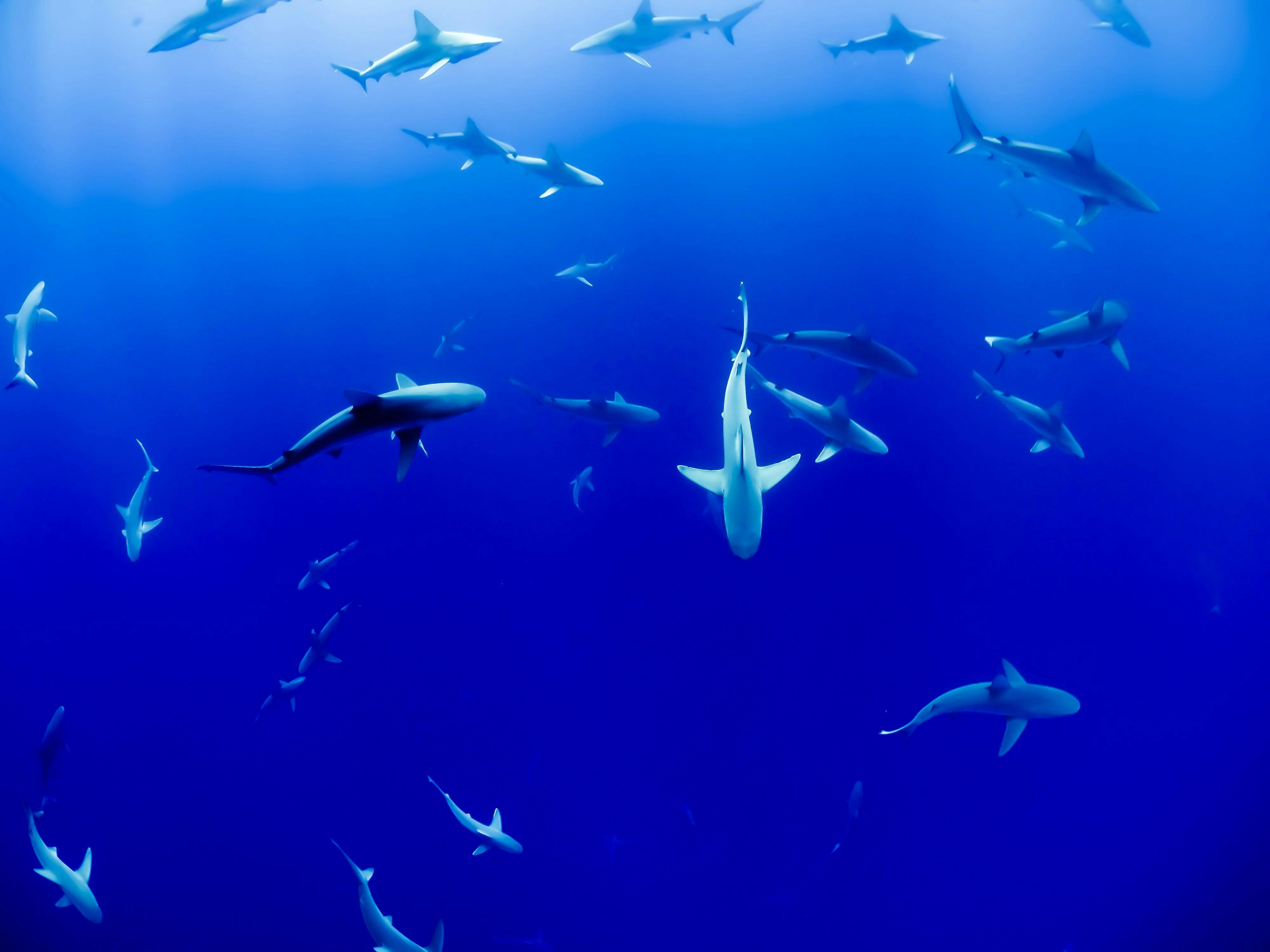 Whale Sharks  The Pew Charitable Trusts