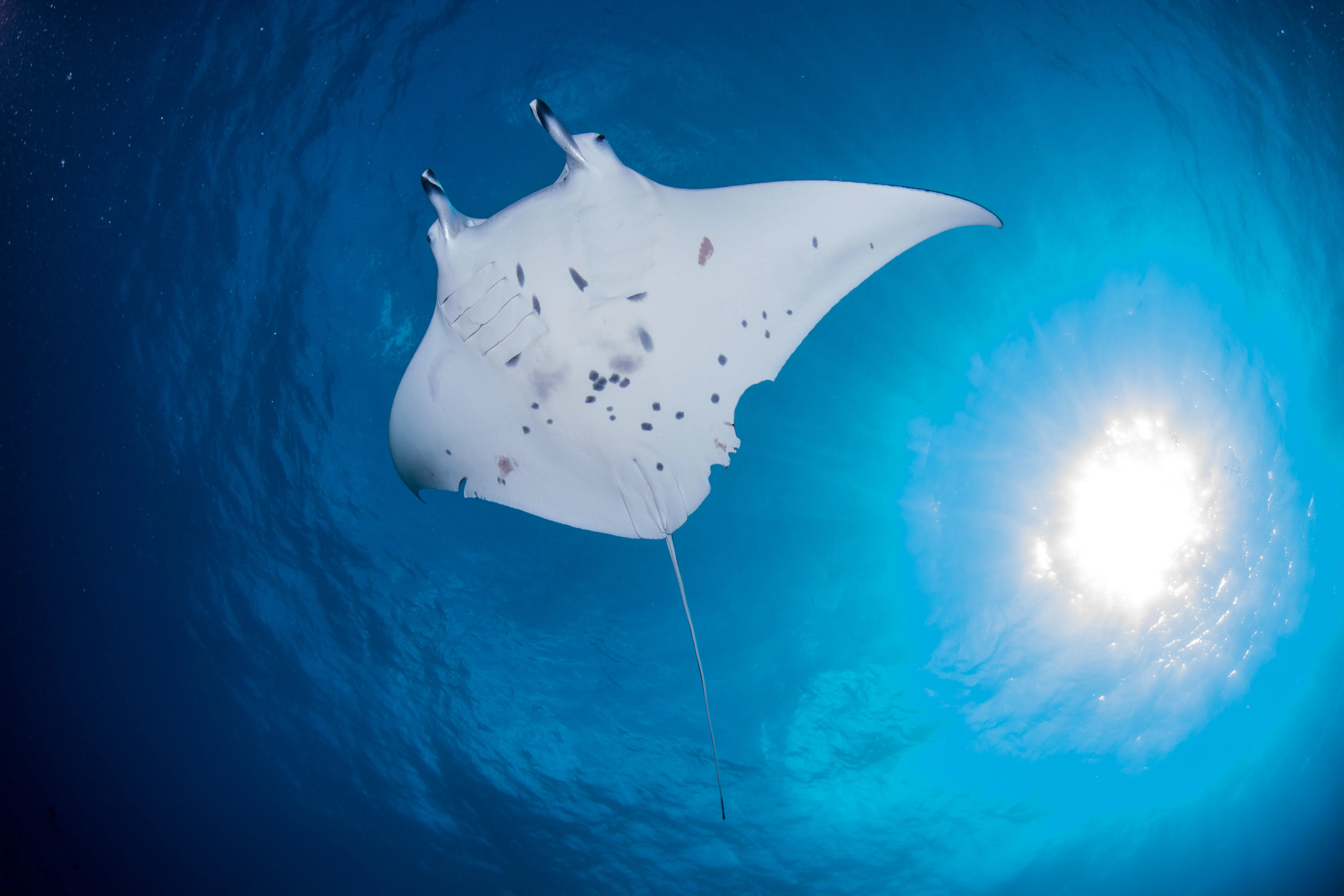 Supporting Mauritian Leadership in Protecting Manta and Devil Rays