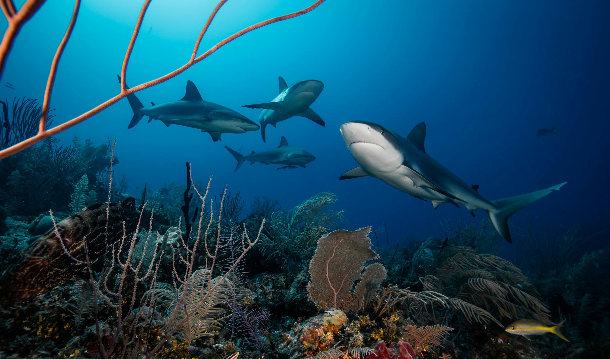 Shark Biodiversity Initiative
