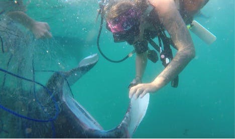 An assessment of sharks and rays at a critical site in Mozambique