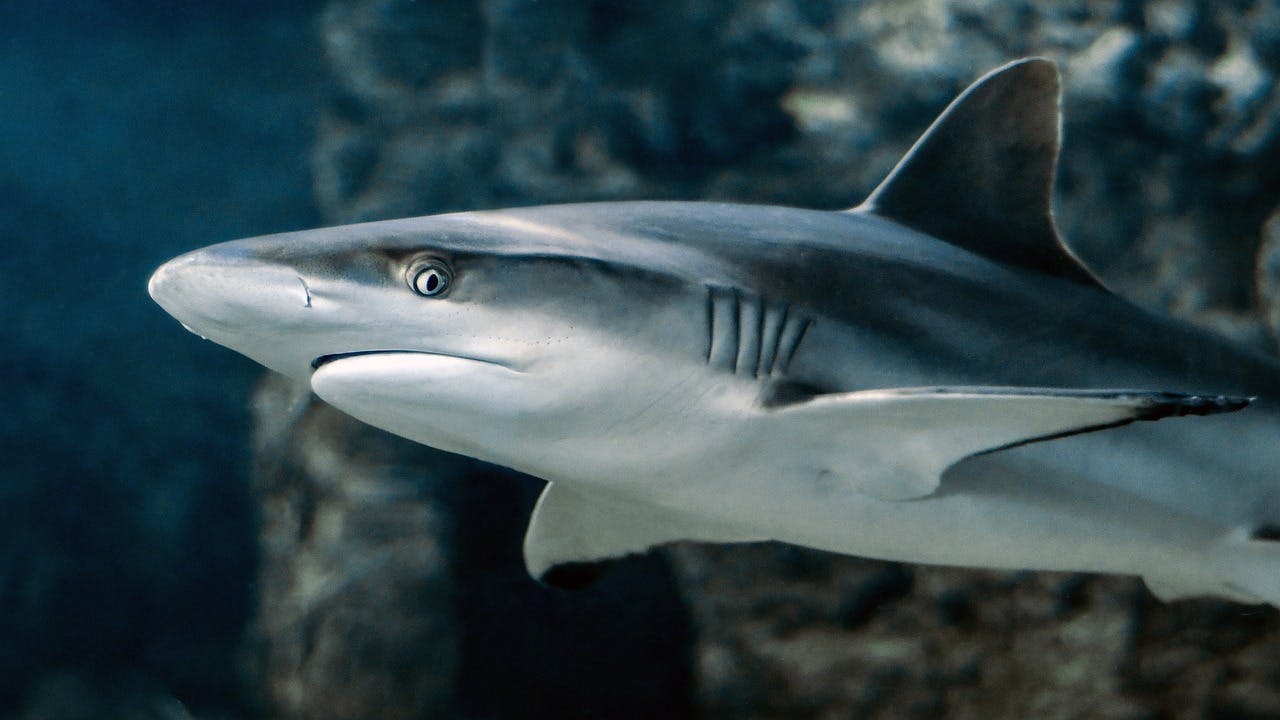 Shark Biodiversity Initiative FAQ