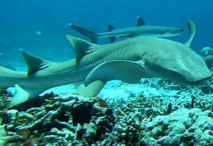 Developing Conservation Approaches for Sawfish and Rhino Rays in Papua New Guinea