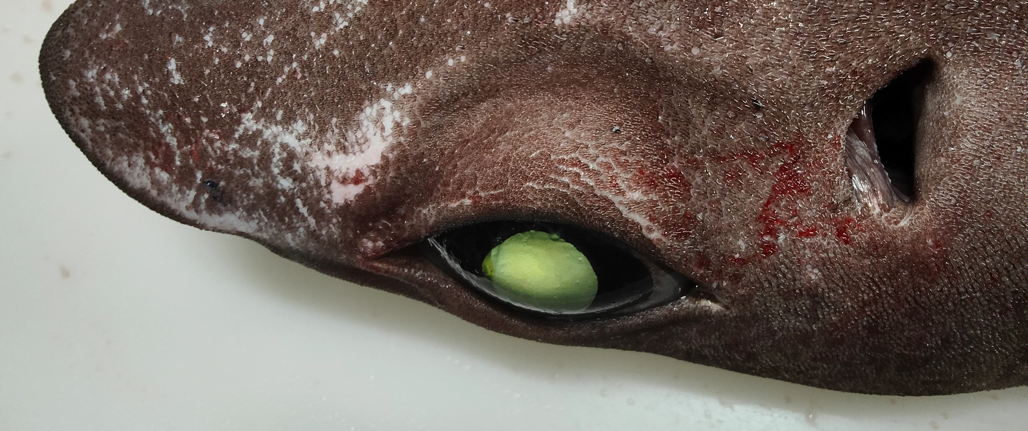 Developing Reference Standards to Support CITES Enforcement of Gulper Shark Liver Oil Trade