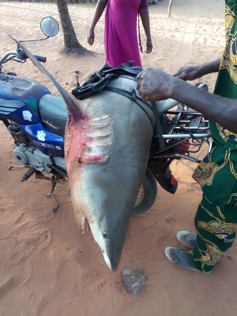 Integrated Community-based Protection of Sharks and Rays in Benin