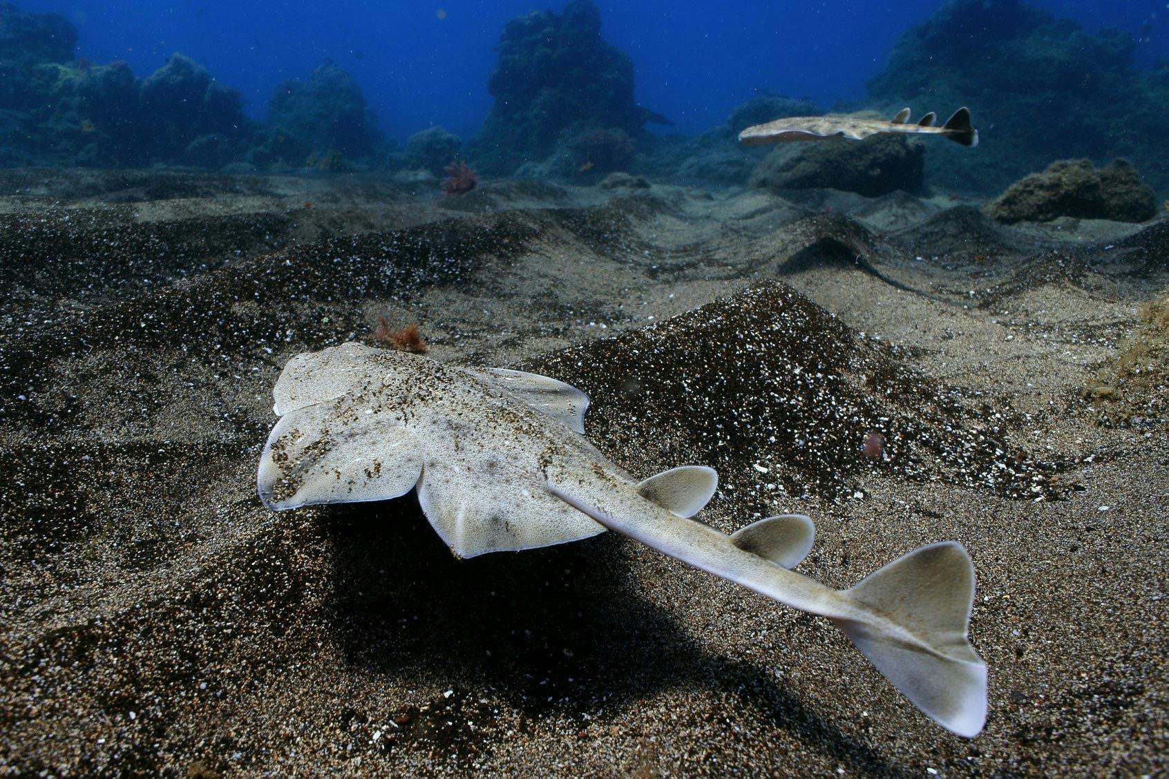 A light in the darkness – how collaborative science is helping save the Angelshark in the Canary Islands