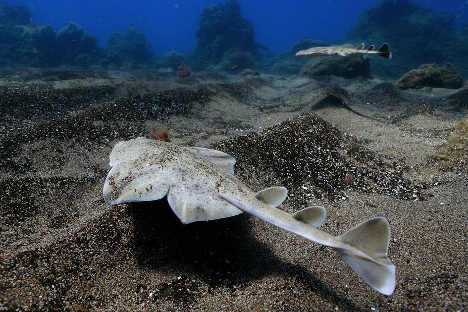 Critically endangered angel shark rescued from fishing net in