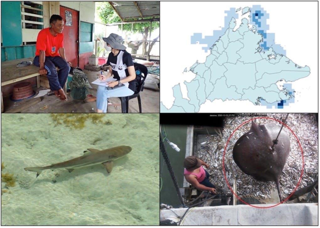 Protecting Critical Shark and Ray Habitat in Sabah 