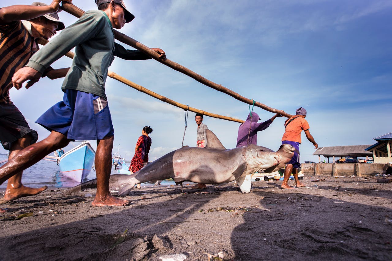 Saving Sharks in Indonesia through Developing and Implementing Science-based Management Reforms