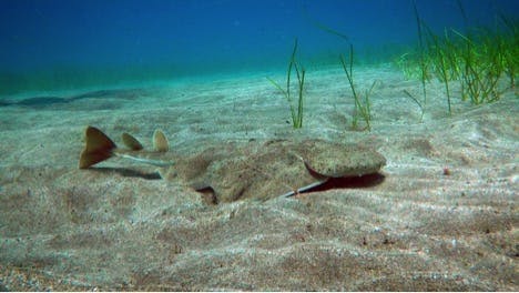 Angel Sharks: A Regional Action Plan for the Mediterranean