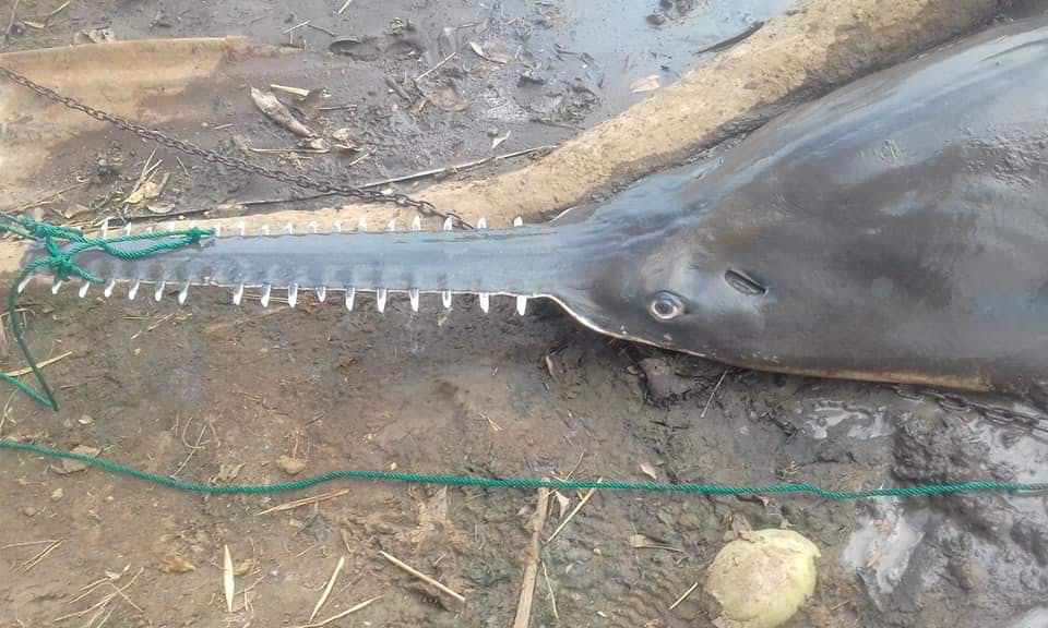 Identifying the last remaining areas of the Critically Endangered Largetooth Sawfish in Costa Rica