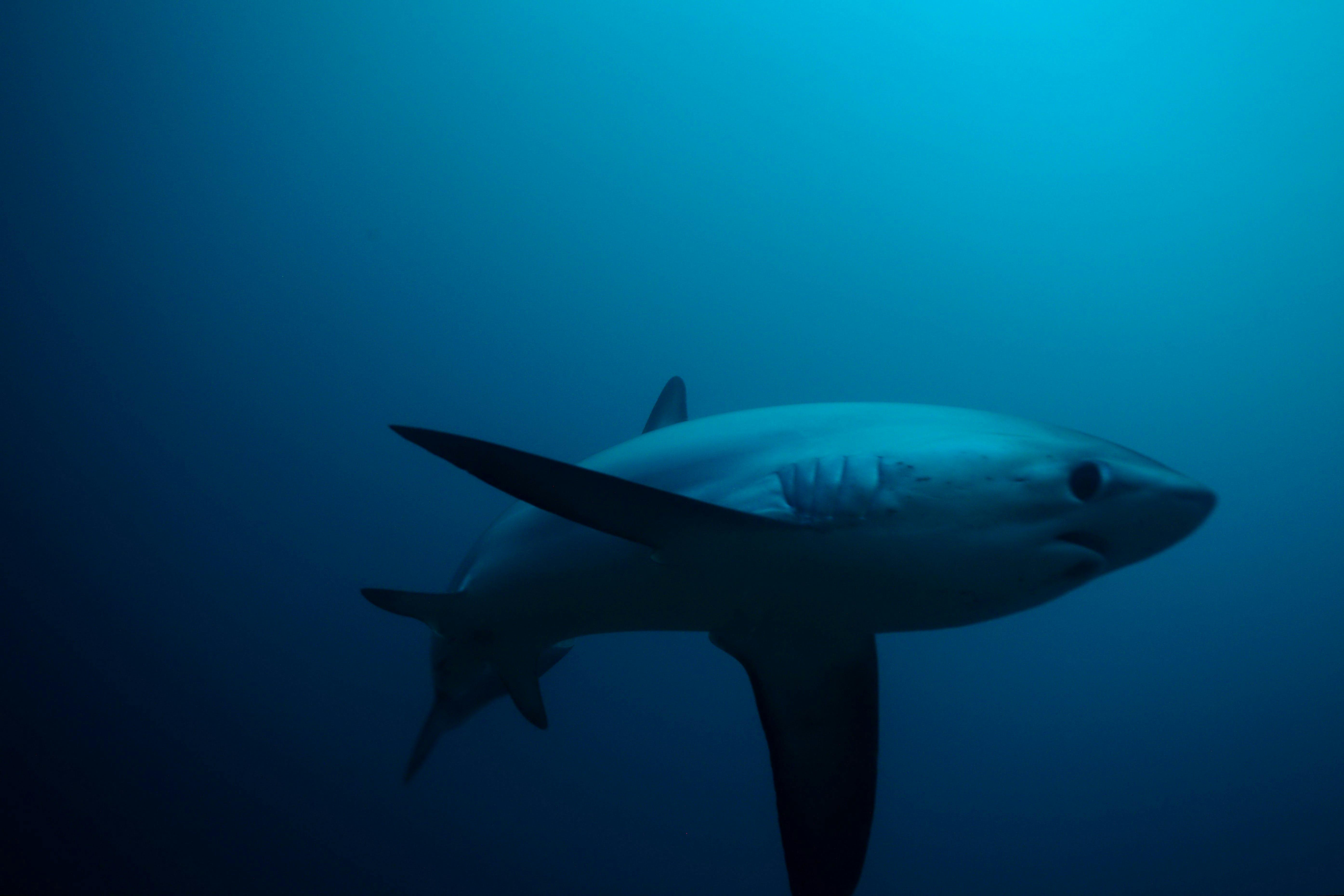Global Shark Conservation Campaign
