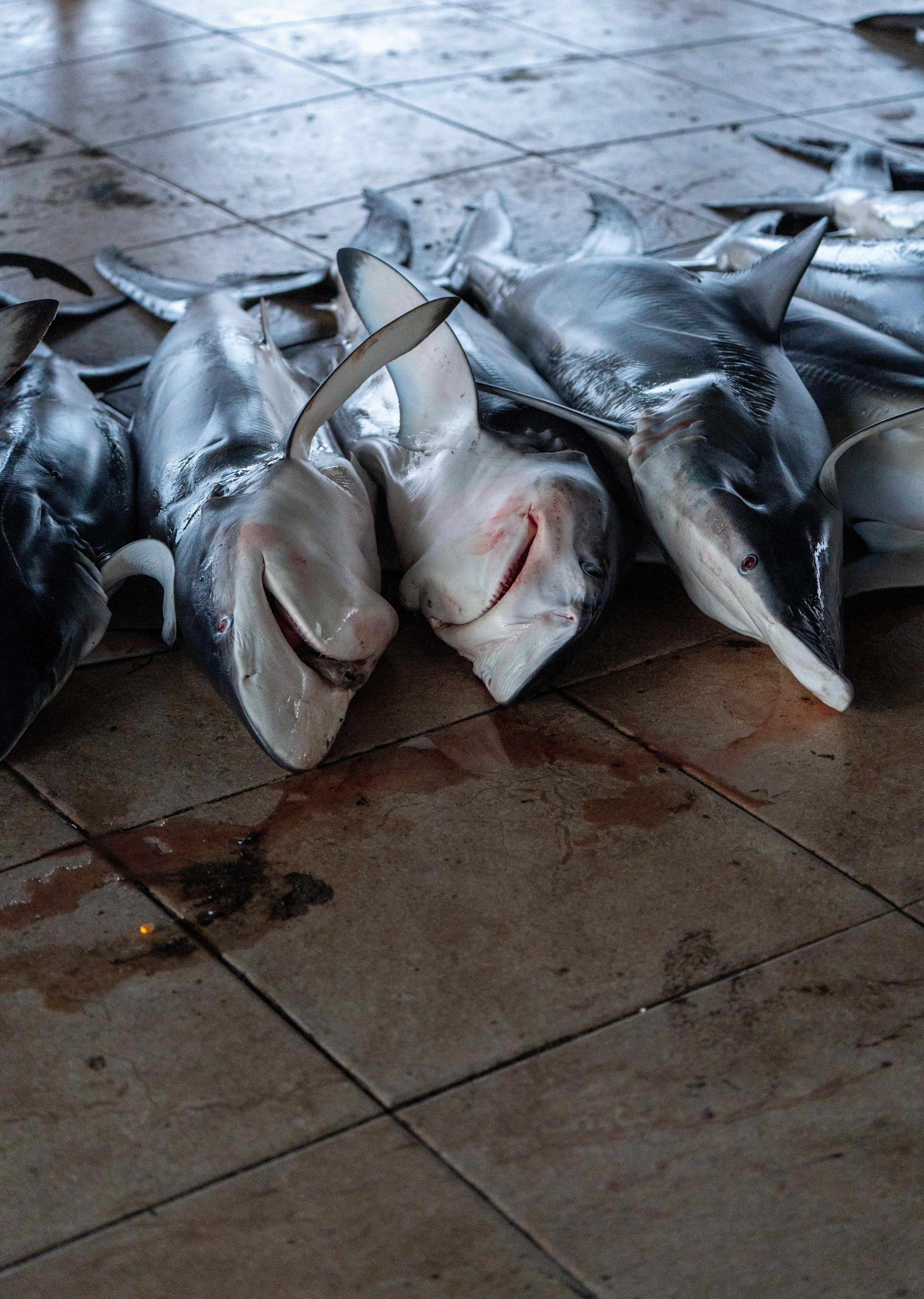 Advancing Wire-Trace Restrictions to Reduce Shark Mortality in Indian Ocean Longline Fisheries
