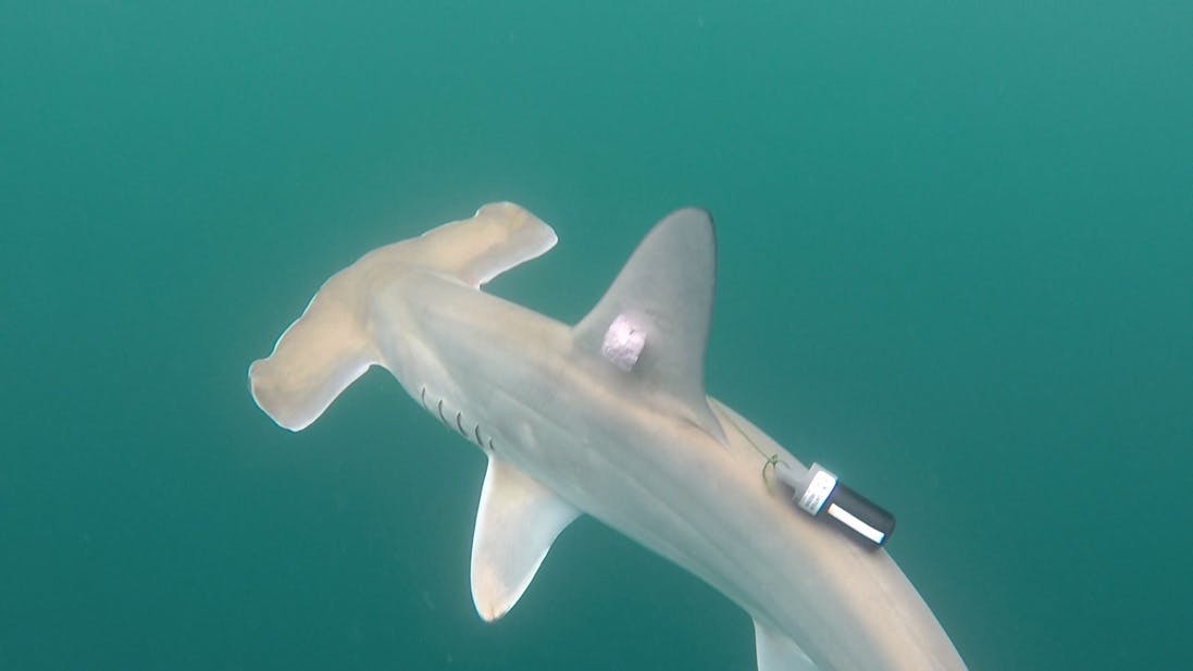 Protecting Nursery Areas for the Scalloped Hammerhead Shark in the Colombian Pacific Coast