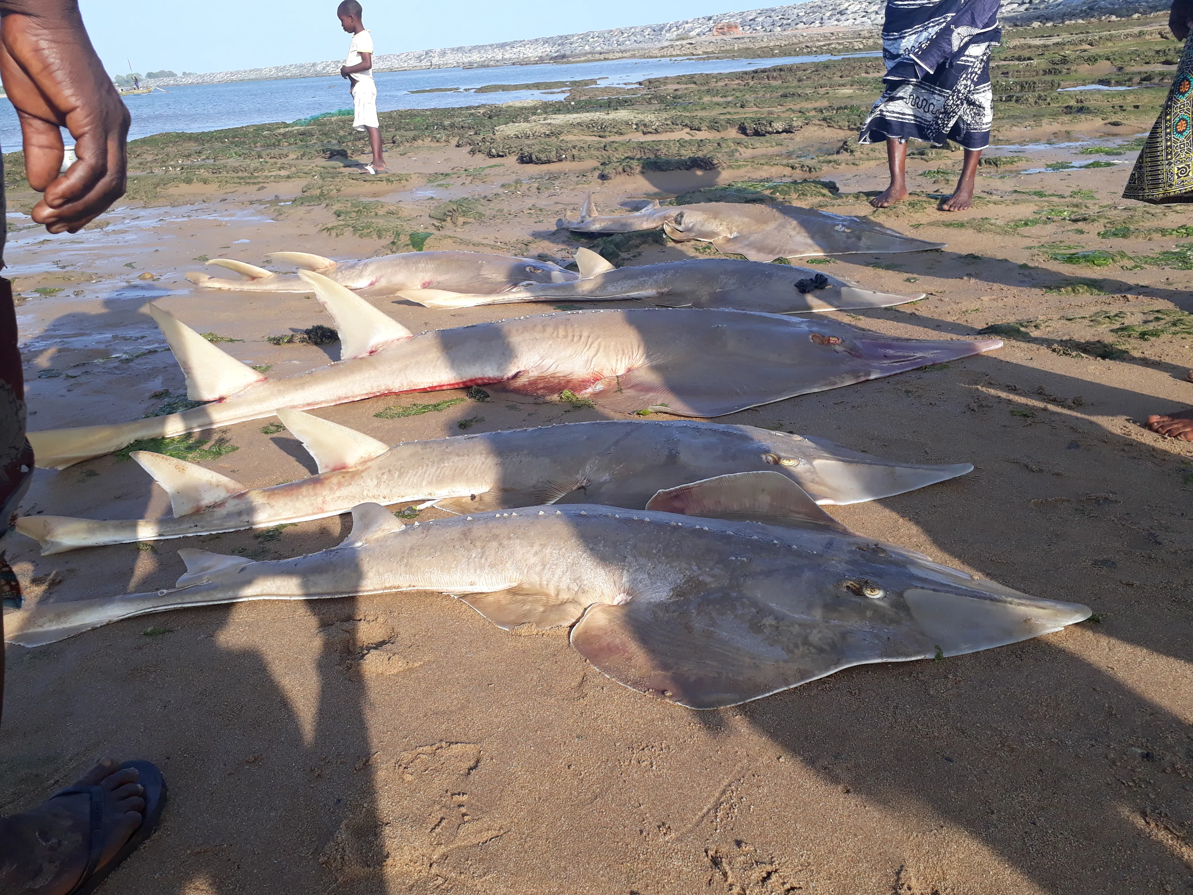 Fishers and Guitarfish: Grassroot Conservation Actions to Mitigate Extinction in Ghana