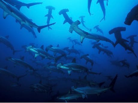 Hammerhead Shark (Sphyrna Lewini) Nursery Areas in the Eastern Colombian Pacific 
