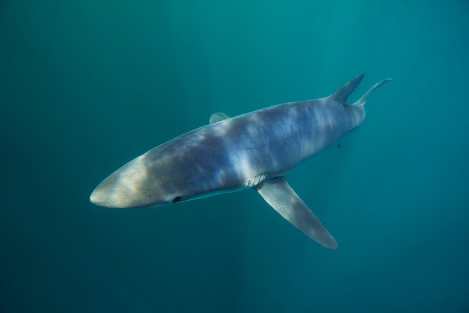 Concerted Action for the Atlantic Blue Shark Prionace glauca