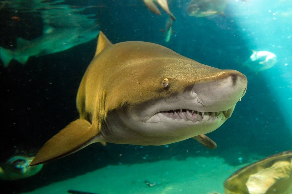 The Critically Endangered Sand Tiger Shark as an Umbrella Species in the  Southwestern Atlantic Ocean