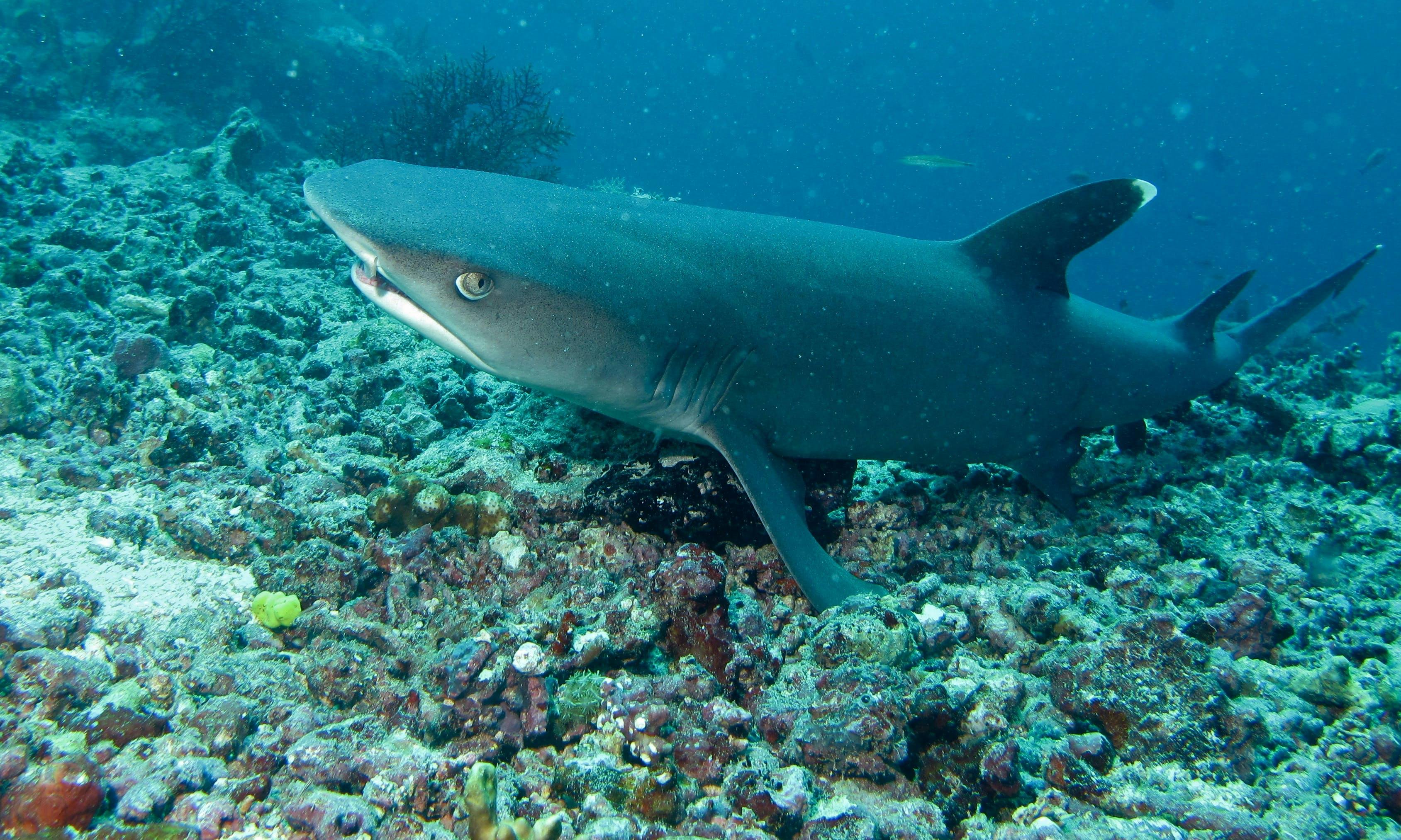 Strengthening Shark and Ray Protections in Sabah, Malaysia