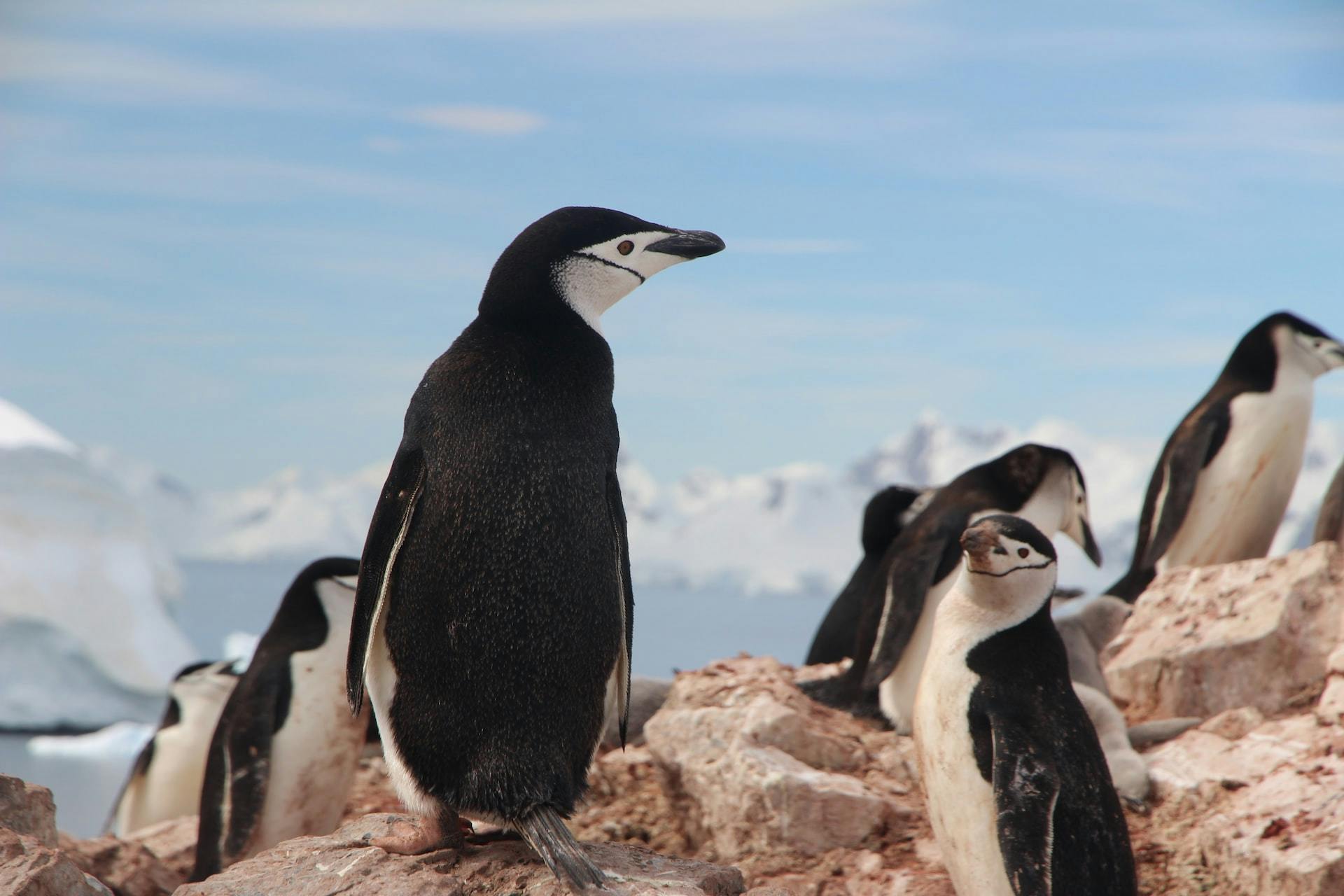 To support establishment of MPAs in Antarctic waters